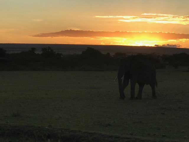 Safari!